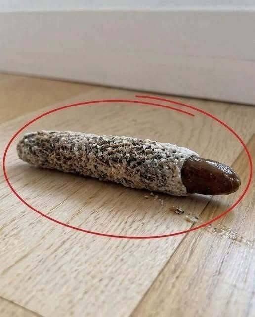 What Is This Strange Thing Found on the Floor Near a Bedroom Door? 784075879_122327990096230372_8024340873436335866_n