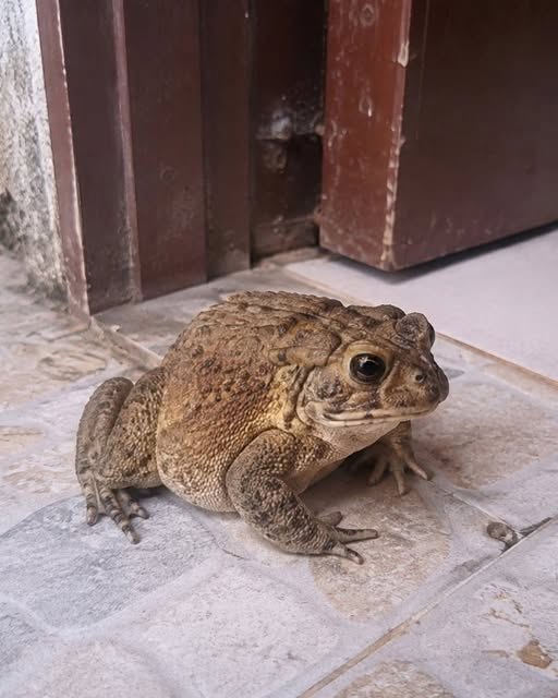 Did You Know That Toads Come to Your House When…? 🐸 806022250_2545604275915299_3971399315762633566_n
