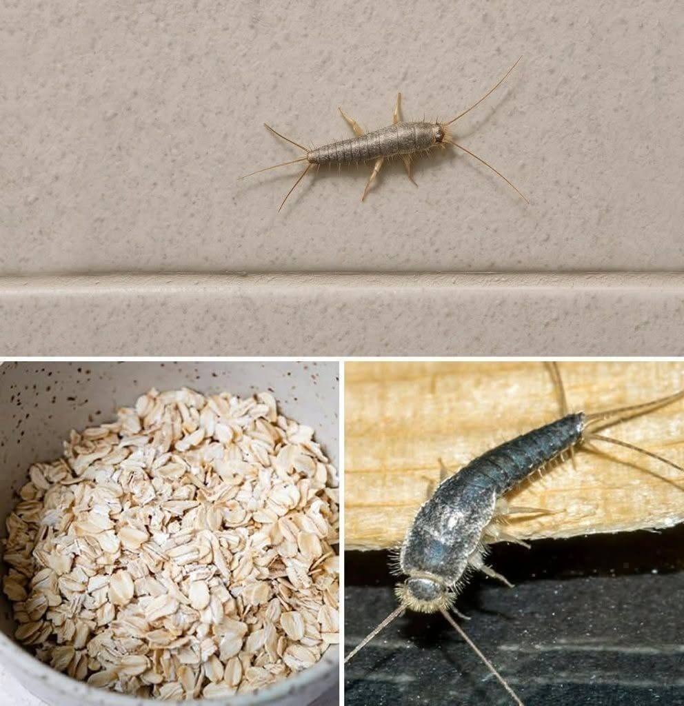 Silverfish in Your Home: Fact-Checking Viral Warnings vs. Environmental Reality 825268039_4415481762037285_8161109827465643552_n