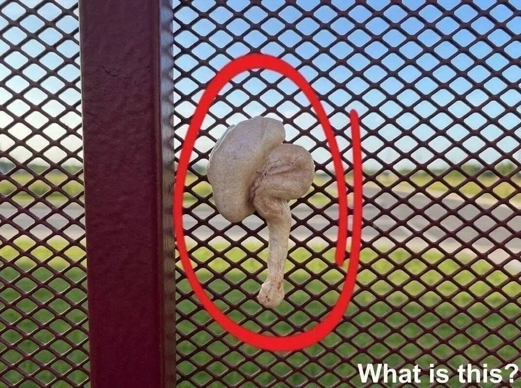 I FOUND THIS STRANGE OBJECT STUCK TO MY FENCE — WHAT COULD IT BE? 831196026_2278463816270155_1361386748511703232_n