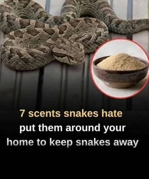 🐍 7 SCENTS SNAKES ARE SAID TO HATE — BUT DOES THIS VIRAL TRICK REALLY WORK? 836045312_122307215882070271_3405305292046427817_n