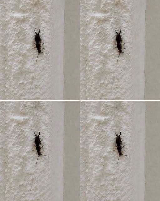 Found an Earwig in Your Home? Here’s What It May Mean 854416490_1008793768931787_1699625002786265416_n